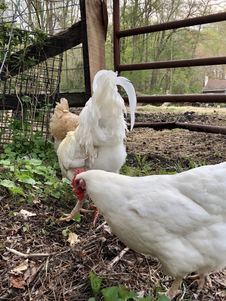 homesteading-after-retirement